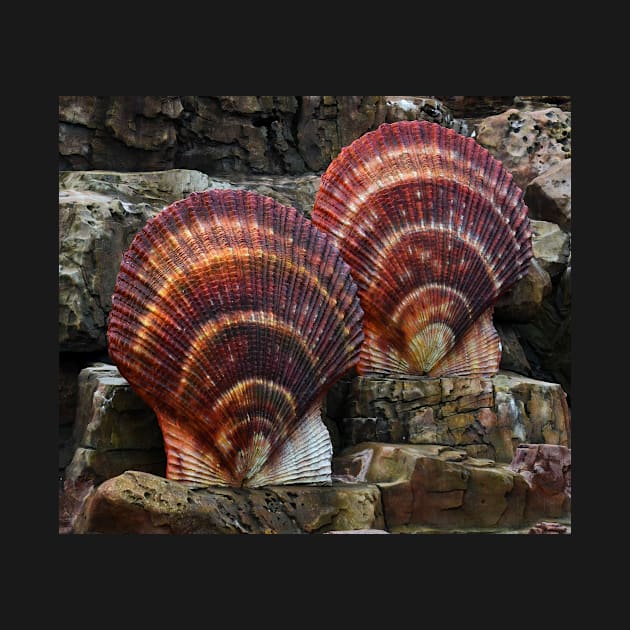 Shells Sculpture. Vladivostok Oceanarium by IgorPozdnyakov