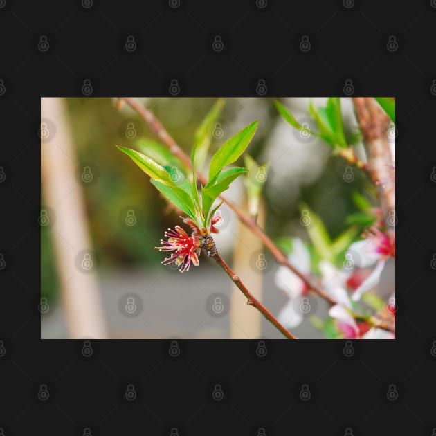 Almond Flowers After Petal Drop by jojobob