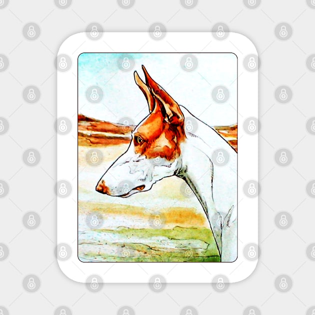 Ibizan Hound. Watercolour. Magnet by chepea2