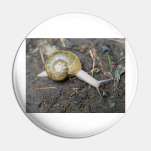 Haplotrema vancouverense snail Pin