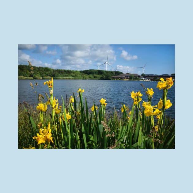 Queen Elizabeth II Country Park, Ashington by Violaman