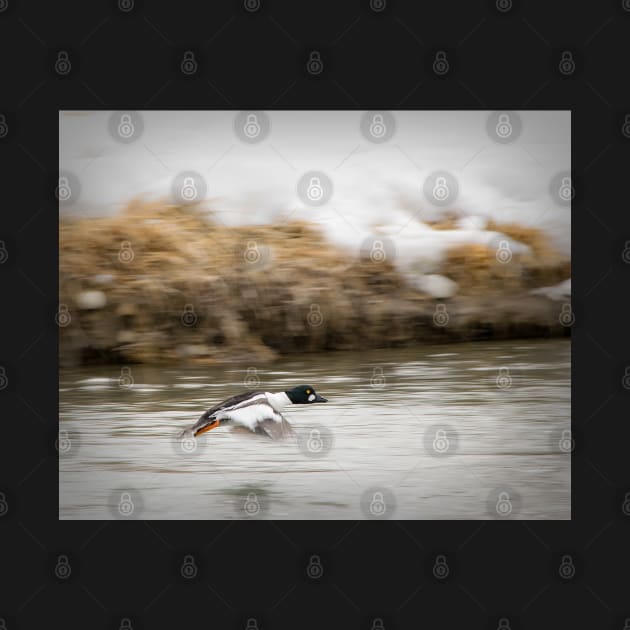 Goldeneye duck taking off. by CanadianWild418