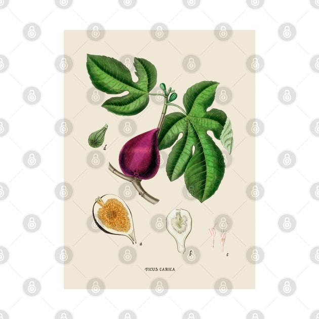 Fig Antique Botanical Illustration by Antiquated Art