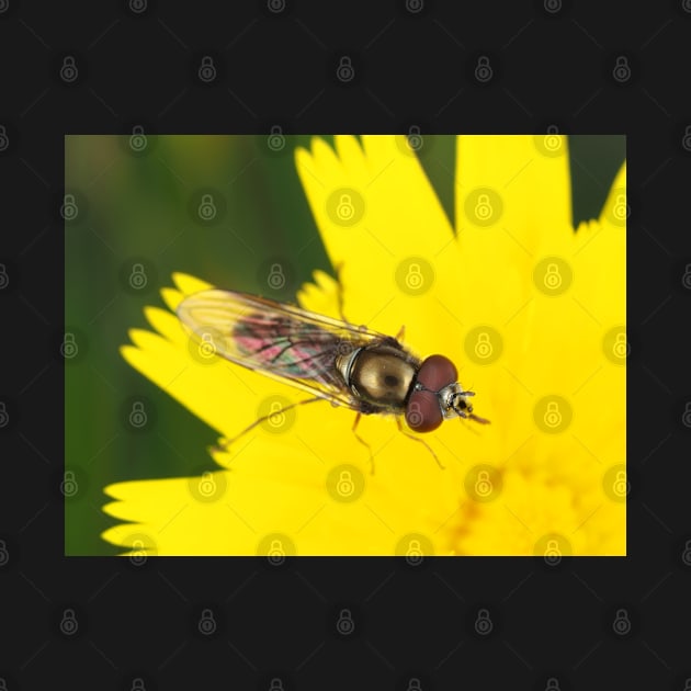 Hoverfly on dandelion by SDym Photography