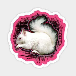 albino squirrel Magnet