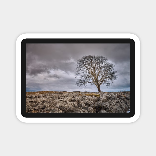 Yorkshire Lone Tree Magnet by richard49