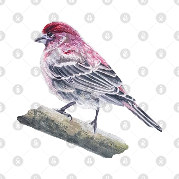 House Finch bird painting (no background) by EmilyBickell