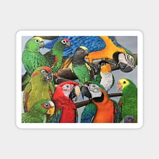 Macaws Magnet