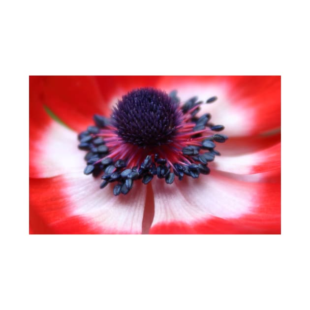 Red Anemone centre and stamens by avrilharris