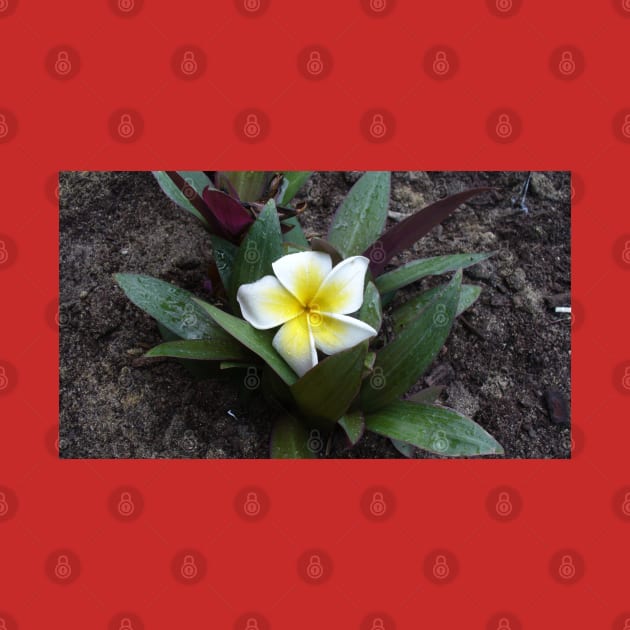 White and Yellow Frangipani by KaSaPo