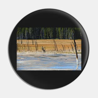 Lodgepole Pines Yellowstone Wyoming Pin