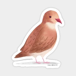 Ruddy Quail Dove Magnet