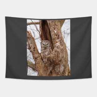 Barred Owl Tapestry