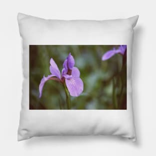 Siberia Iris Pillow
