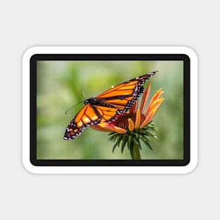 Orange and black monarch on a cone flower with wings spread Magnet