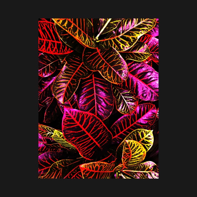 Pink Crotons Plant by Rosemogo