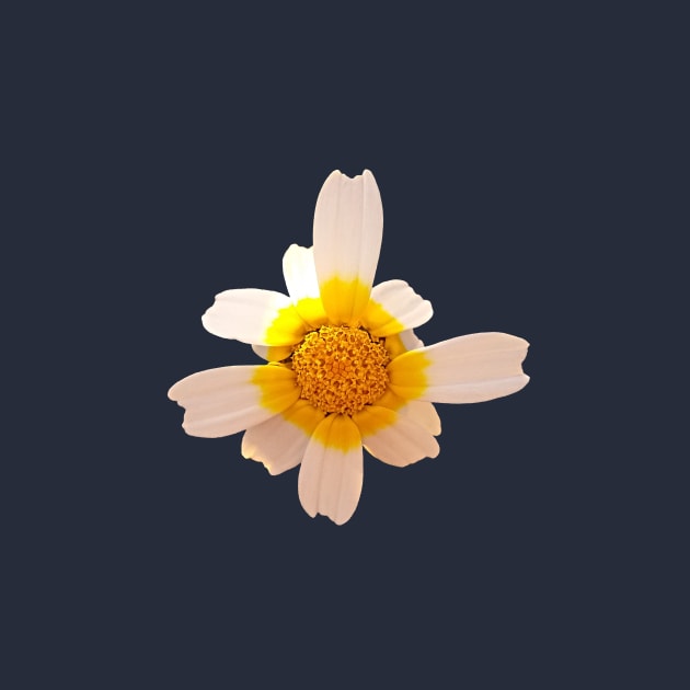 Crown Daisy Flower Closeup by oknoki