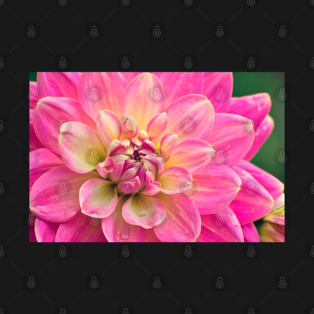 Beautiful Pink Dahlia Flower by InspiraImage