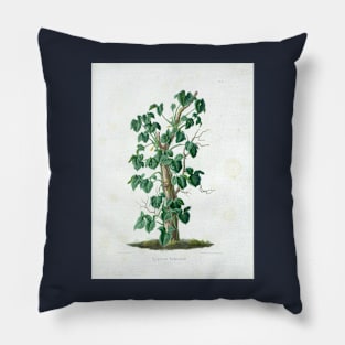 Mature Syngonium podophyllum - Aroideae Maximilianae - Botanical Illustration Pillow