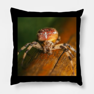 Brown Orb Weaver Pillow