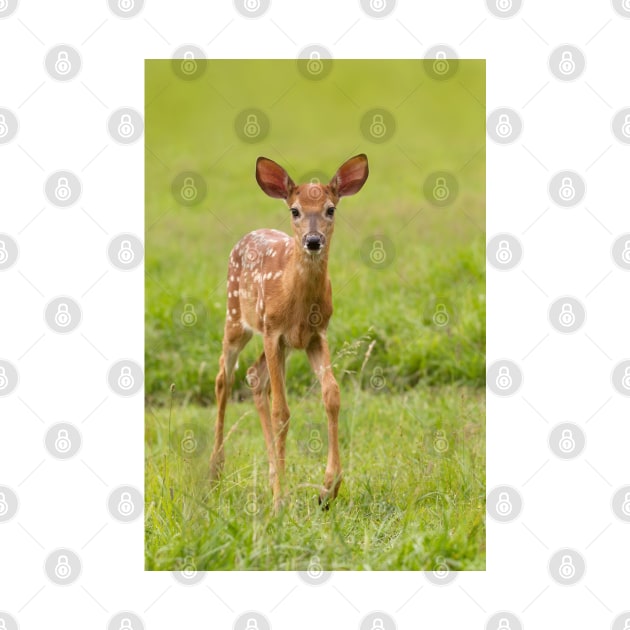 Fawn Memories - White-tailed deer by Jim Cumming