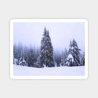 A Pine Forest in Winter Magnet