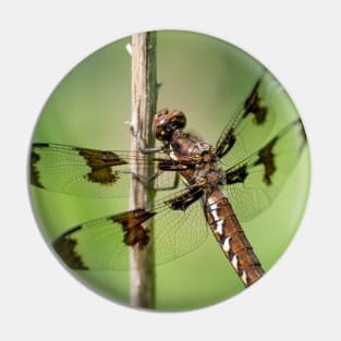 Delicate Landing, Dragonfly Photograph Pin