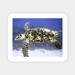 Hawksbill Sea Turtle Magnet