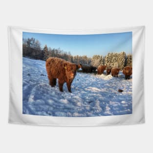 Scottish Highland Cattle Calf 1651 Tapestry