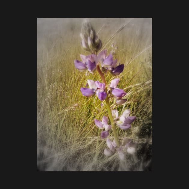 lupines in the grass #2 by DlmtleArt