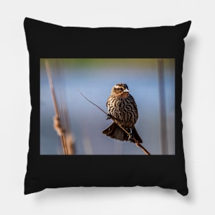 Female Blackbird on a Branch Pillow