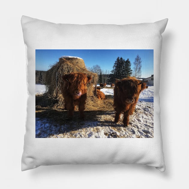 Scottish Highland Cattle Calves 1933 Pillow by SaarelaHighland