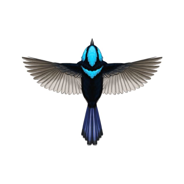 Superb Fairy-wren by 48Tuesdays