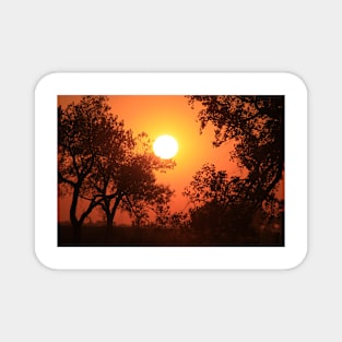 Blaze Orange Kansas Sunset with Tree silhouette's Magnet