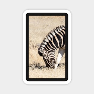 Zebra eating. Magnet