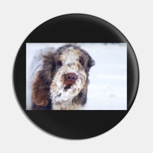 Snow Beard Spinone Pin