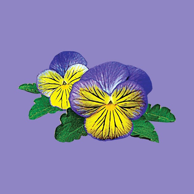 Pansies - Shy Little Pansy by SusanSavad