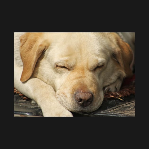 Sleepy Labrador by Furtographic