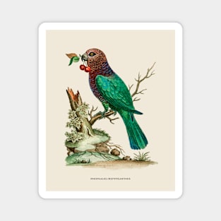 African Brown-Headed Parrot Antique Naturalist Illustration Magnet