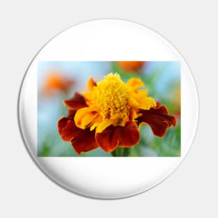 Tagetes patula  &#39;Mowgli Bicolour&#39;  Dwarf French marigold Pin