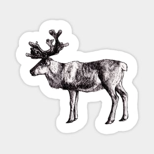 Reindeer Ink Drawing Magnet