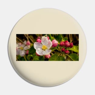 Apple Blossom Panorama Pin