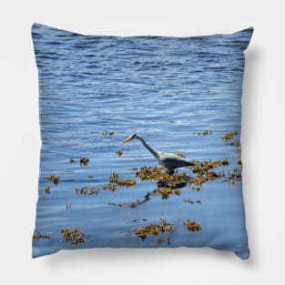 Heron hunting for fish on the River Tweed Pillow