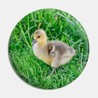 Chick / Swiss Artwork Photography Pin