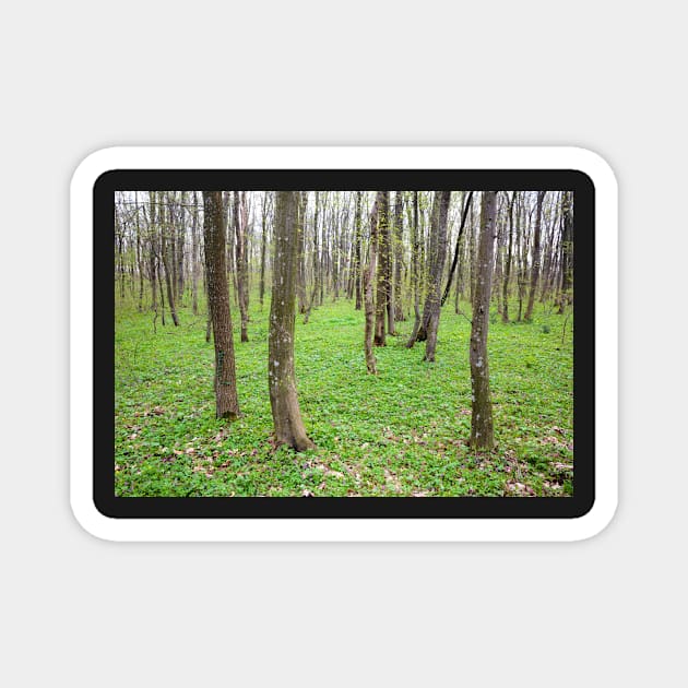 Hornbeam forest Magnet by naturalis