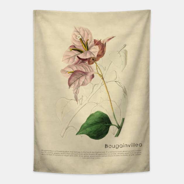 Bougainvillea With Details Tapestry by ptMaker