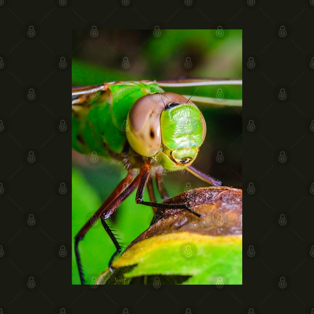 Dragonfly Smile, Macro Photograph by love-fi