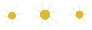 Daisy Minimal Colorful Blossom Flower Magnet