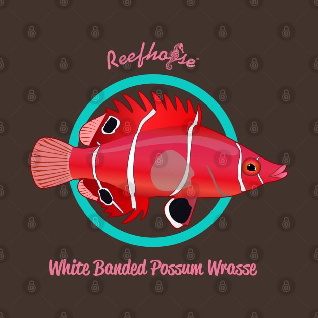 White Banded Possum Wrasse by Reefhorse