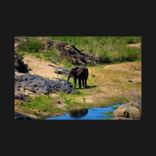 Young Elephant on the Crocodile River T-Shirt